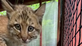 Back into the wild: Rescued bobcat set free after rehab. 'She took right off'