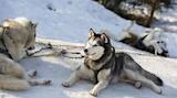 Original North American dog population wiped out in recent ...