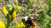 I’ve visited the same Rocky Mountain subalpine meadow weekly for a decade of summers looking at plant-pollinator interactions – here’s what I learned