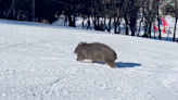 Look: Wombat Crosses Run At Australian Resort