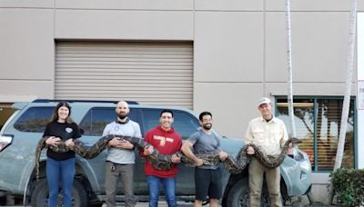 177-pound python caught in Florida is one of the heaviest officials have seen