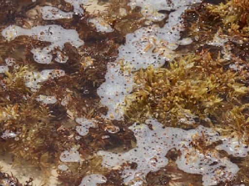 Tests show seaweed could help against Parkinson's disease