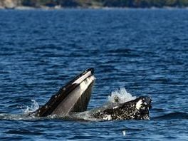 Seal surprise: Humpback whale accidentally scoops up seal while snacking on fish