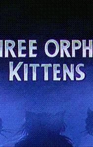 Three Orphan Kittens