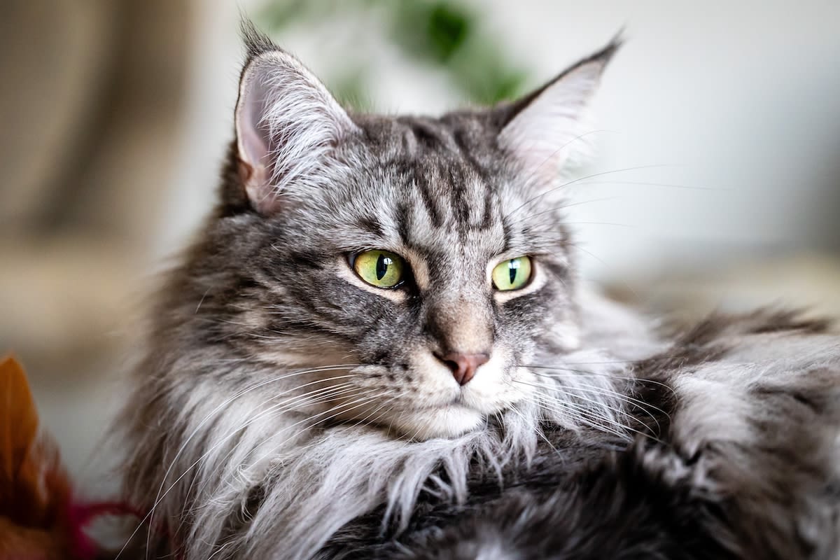 Maine Coon Cat Barks at People Who Displease Her Just Like a Dog