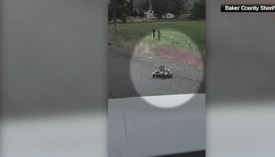 Police officers stop car so skunk mother can cross street with her babies