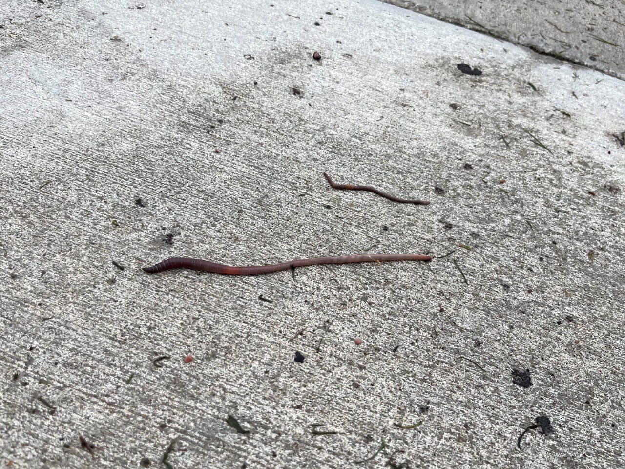 Why are there so many worms after it rains?