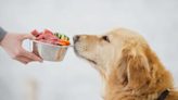 Here Are 6 Lesser-Known Superfoods You Should Add To Your Dog’s Diet, Expert Weighs In