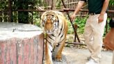 Inside Thailand’s ‘rampant’ tiger cruelty as animals abused in zoos for selfies with tourists
