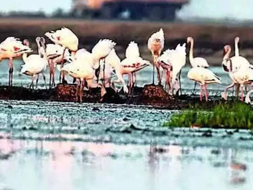 Committee to be formed for flamingo habitat in Navi Mumbai | Mumbai News - Times of India