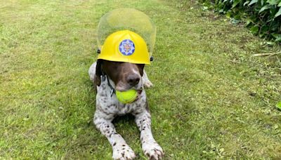 W is for win: Fire dog Woodie hopes to continue England's Euro prediction streak | ITV News