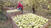 New report highlights tough year for growers. Will apples, cherries be profitable?