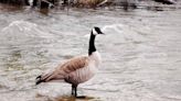 The Boise River is rising. But will it flood again this spring? Here’s what to expect