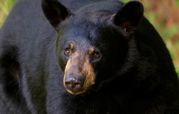 Bear attacks 3-year-old at campground in Montana