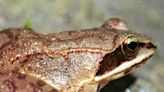 Speaking of Nature: ‘Those sound like chickens’: Wood frogs and spring peepers are back — and loud as ever