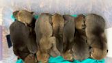 Durham's Museum Of Life And Science Celebrates Birth Of 7 Endangered Red Wolf Pups