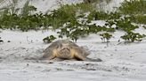 Endangered Kemp's ridley turtle seen nesting in Ponce Inlet