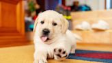 Labrador Retriever Puppies: Cute Pictures and Facts