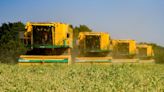 Suffolk pea harvest shaping up to be 'mixed bag' as yields fluctuate field by field