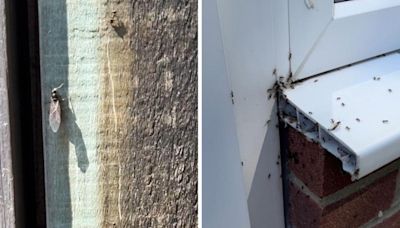 Swarms of flying ants spotted in Southampton on Flying Ant Day