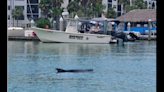 Sunburned whale drifts into busy Florida marina and dies. Experts try to find out why