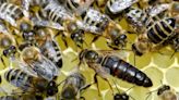 Why do bees have queens? 2 biologists explain this insect’s social structure – and why some bees don’t have a queen at all