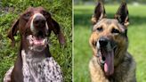 Bring Home a Hero! Rescue Helps Retired Working Dogs Experience the Joy of Finding a Family