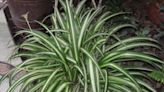 In The Garden: Spider plant is a great house plant