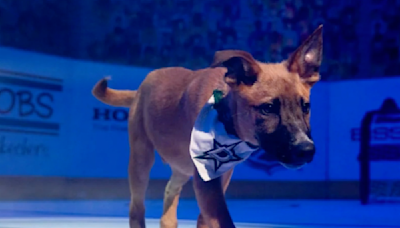 NHL, Petco team up for 'Stanley Pup' featuring puppies up for adoption