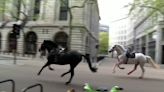 Vídeo | Caos en Londres tras escaparse varios caballos del ejército británico