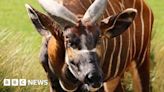 Endangered Eastern mountain bongo arrives at Devon zoo