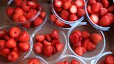 Farmers left with glut of strawberries and cherries after heatwave growth spurt