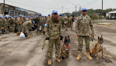 Perros peruanos son enviados a África para detectar artefactos explosivos en misión de paz de la ONU