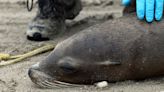 California Sea Lions Are Stranding Themselves With Signs of Poisoning