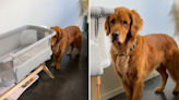Golden retriever isn't happy about what owners brought home: "Betrayal"