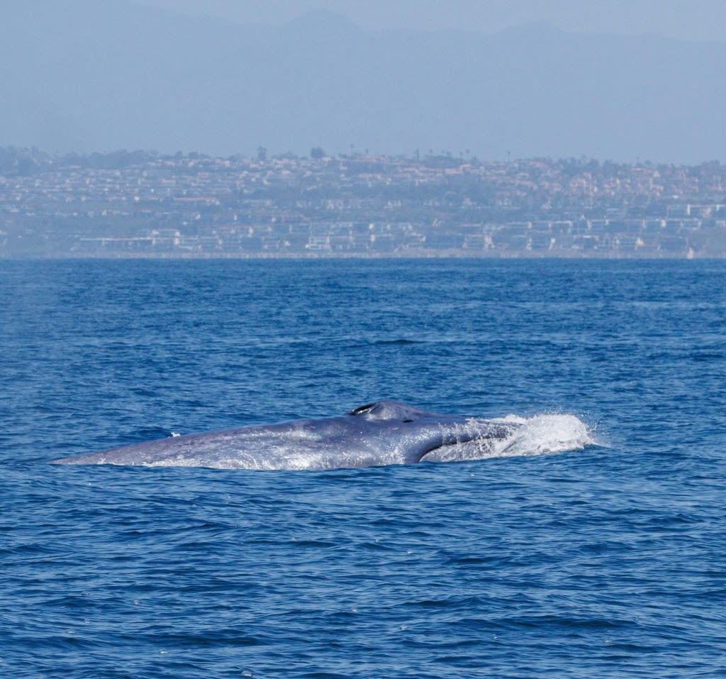 Season’s first blue whale does ‘greyhounding lunges’ off Laguna Beach