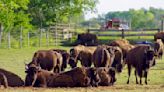 Banding together for bison - AGCanada