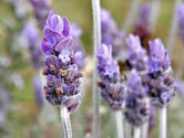 Lavandula