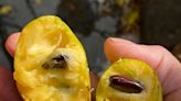 What is a pawpaw? Meet the tropical, North American fruit called the 'Michigan banana'
