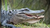 Watch this derpy alligator climb a fence