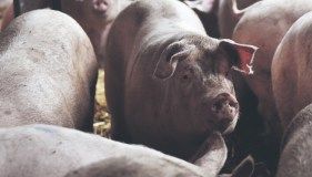Eco Animal Health beats expectations thanks to Americas growth