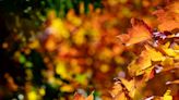 Fall foliage: Will Asheville see another vibrant leaf season? Experts give their forecast