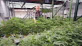 Democrats urge DEA to end delay, 'swiftly' reclassify status of marijuana - UPI.com