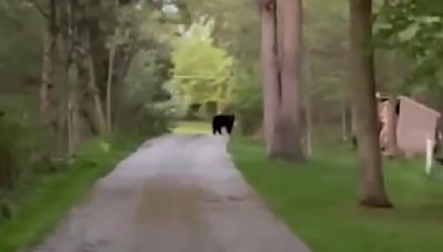 Black bear spotted roaming around driveway in Waukesha County