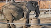 Trunk show: How to join a yoga class with the elephants at Roger Williams Park Zoo