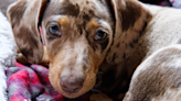 Woman’s Wake-Up Routine With Clingy Dachshund Has People Laughing Out Loud