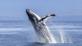 Mira cómo ballena jorobada volteó barco en la costa de New Hampshire - El Diario NY