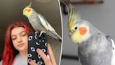 My pet cockatiel’s favorite song is Earth, Wind & Fire’s ‘September’ — listen to him belt it out