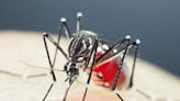 High number of mosquitoes found with mutation that resists insecticides