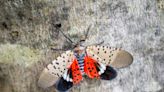 Can Spotted Lanternflies Survive Fall and Winter?